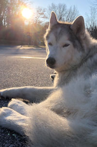 Acadia relaxes before a run