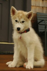 Sobo, our resident red and white Siberian Husky, frequently stops traffic.