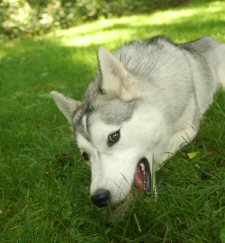 Acadia poses in the yard