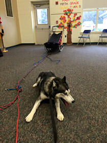 Beaver attends class at Gilman School