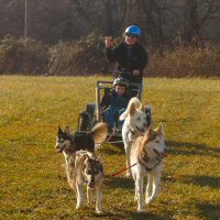 Dog sledding can make a birthday party special for all involved