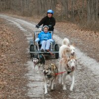Dog sled rides during a birthday party