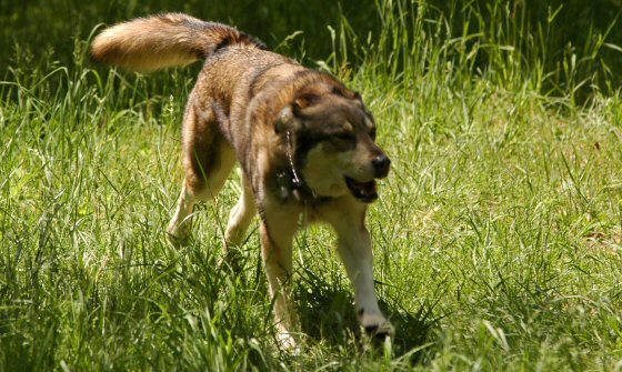 Zoe romps through the meadow during a hike in Green Ridge State Park in Western Maryland.