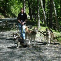 Canicross belts make walking multiple dogs easier.