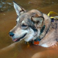 Zoe waits in the water.