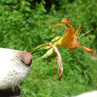 Sniffing flowers