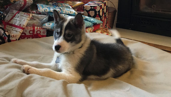 A Christmas puppy