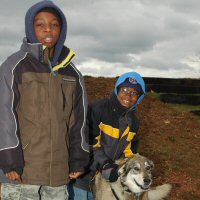 Learn about dog sledding