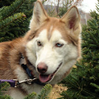 Sobo helps to find Christmas Tree