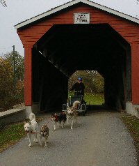 Cub scouts experienced dryland dog sledding through a covered bridge.