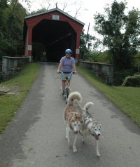 Dog scootering through a covered bridge.