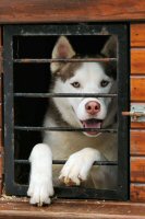 Many teams use dog boxes to hold their dogs during transit or at events.