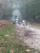 Dog sledding in the fog in Baltimore County.