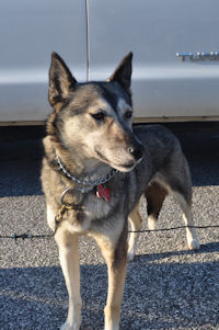 Ebony is our newest sled dog