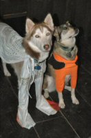 Sobo, our Siberian Husky,  dressed as Elvis.  Zoe, our Alaskan husky, is dressed as Goofy.