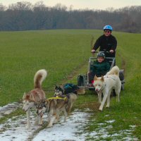 Sled dog team at work.