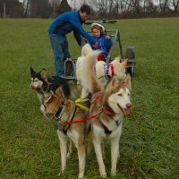 Child preparing to go on a dryland dog sled ride.