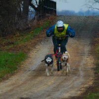 This competitor used two dogs with a dog scooter.