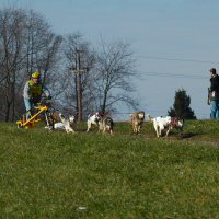 Musher with a six dog teams.