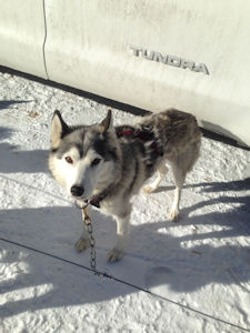 Veteran sled dog Flare