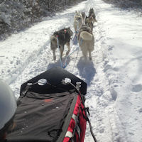 Six sled dog team near Freeland, MD