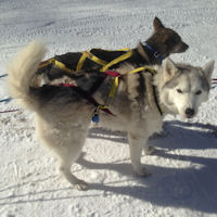 Acadia and Ebony wait to go out on the trail