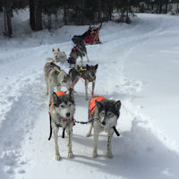 The sled dog team waits during a break in the action