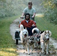 The MSDA LLC sled dog team running a run what you brung.