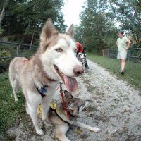 Sobo, our siberian husky, is a particularly photogenic dog.