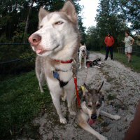 The Maryland Sled Dog Adventures LLC team stopped during their run what you brung with Maya.