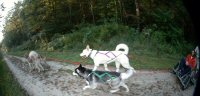 Maya was one of our guest dogs and she ran in wheel during her first dog sledding trip.
