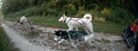 Dryland dog sledding on the  NCR trail.