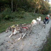 Run what you brung programs give opportunities for guests to incorporate their dogs into a trained sled dog team.