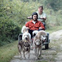 Early morning dryland dog sledding on the NCR trail.