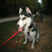 Maya is an 11 month old Siberian Husky who ran during a recent Run What You Brung.