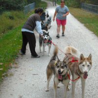 During individual training, dogsledding teams need to learn Gee Over and Line out, two essential commands in dogsledding.