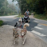 The Maryland Sled Dog Adventures LLC dog sledding team makes a road crossing on the NCR trail.