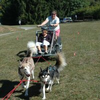 Dryland dog sled rides at Piney Run Apple Fest.