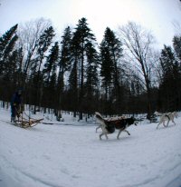A musher rushes by on dogsled at Tug Hill, NY.