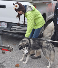 Six sled dog team near Freeland, MD