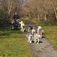 Siberian Huskies dryland dog sledding