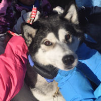 Small hands help with Beaver's x-back dog sledding harness.