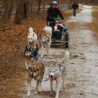 Dryland dog sledding