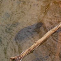 Beaver visit