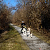 Dryland dog sledding