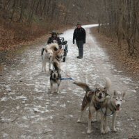 The team of excited Siberian husky and husky mixes heads down the Torrey C. Brown trail.