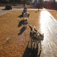 Sled dog team poses
