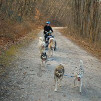 Zoe and Acadia lead the team.