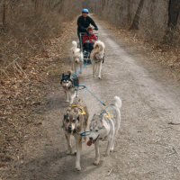 The team of five sled dogs pulls down the trail.