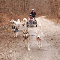 Zo&euml; and Acadia ran in lead, while T-Bone ran in the team position.